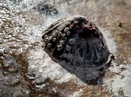 A limpet shell stuck to a wet rock with clay