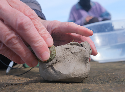 a hand uses a limpet shell to take a scoop out of a piece of grey clay