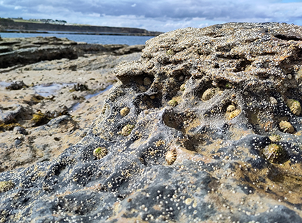A dimpled rock covered with limpets and barnacles, with the sea in the background