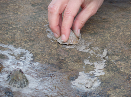 A hand holding a limpet shell filled with clay makes a trail over a wet rock