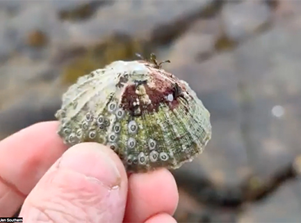 A close up of a hand holding a limpet shell with barnacles and seaweed on it.