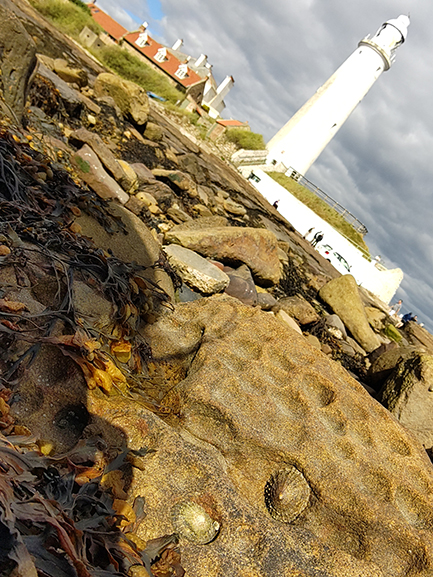 A white lighthouse with grey clouds behind it and seaweed and limpet covered rocks in the foreground