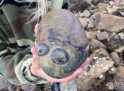 A childs hand holding a small round stone with two limpets on it