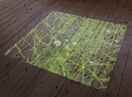 An image of grass growing, made with machine learning softare. Projected onto wooden floorboards