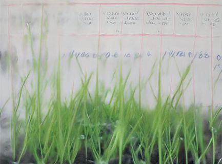 A image combining grass seedlings and an old handwritten production book