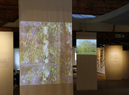 A projection of moss and lichen in an exhibition