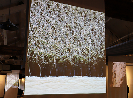 A projected image of tangled twigs by a river