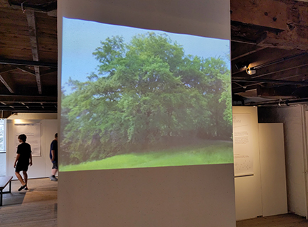 A projection of a tree with new green leaves onto a fabric panel in a mill building