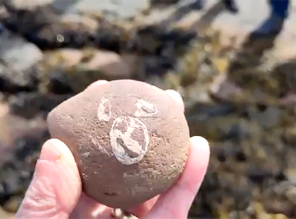 A hadn holding a round red stone with pale circular fossilised shells in it 