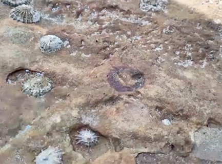 A rock with 5 limpets on it, and a round red mark or 'homescar' in the middle made by a previous limpet that is no longer there