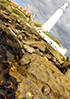 Limpets on a rock